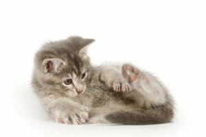 Miksi kissat nuuhkivat peräaukkoaan?