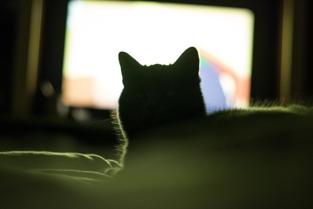 Miksi kissasi tykkää katsoa televisiota?