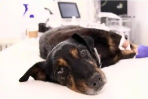 Mikä on koirien emfyseema?