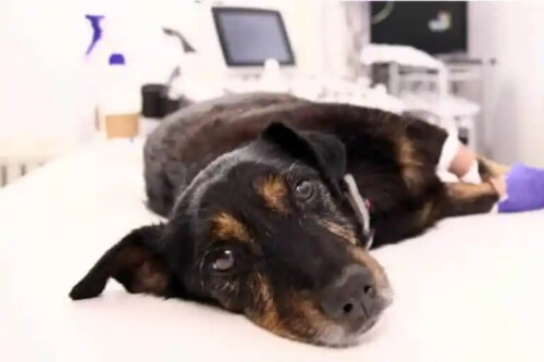 Mikä on koirien emfyseema?