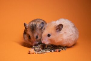 Voiko kahta hamsteria pitää samassa häkissä?