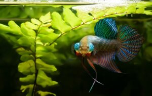 Miksi taistelukalat ovat aggressiivisia?