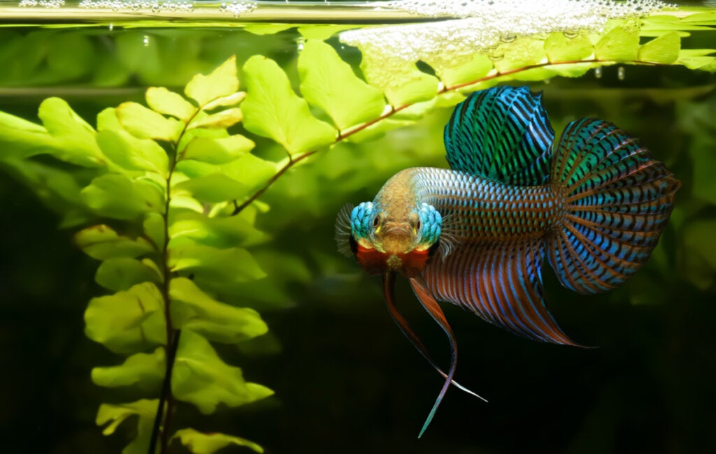 Miksi taistelukalat ovat aggressiivisia?