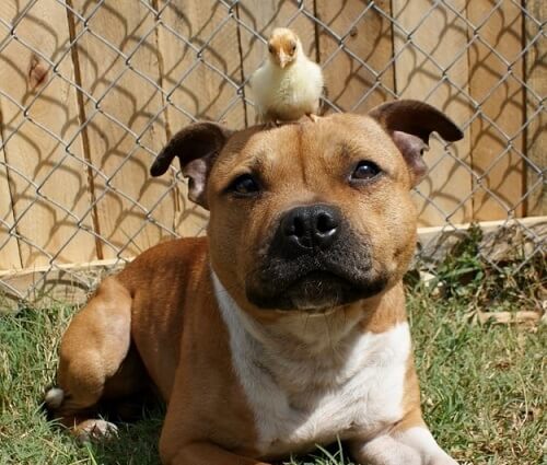 Pitbullien luonne