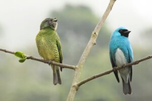 Sukupuolidimorfismi: 5 vaikuttavaa esimerkkiä