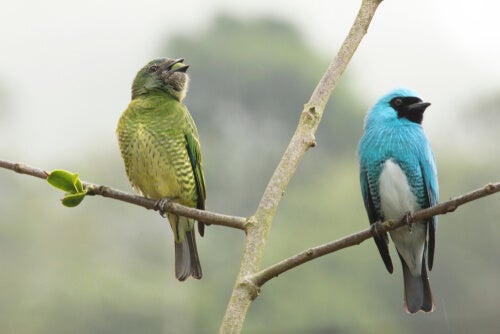 Sukupuolidimorfismi: 5 vaikuttavaa esimerkkiä
