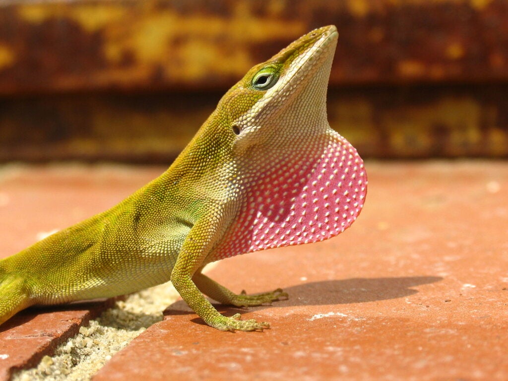 Anolis: elinympäristö, ominaisuudet ja lisääntyminen