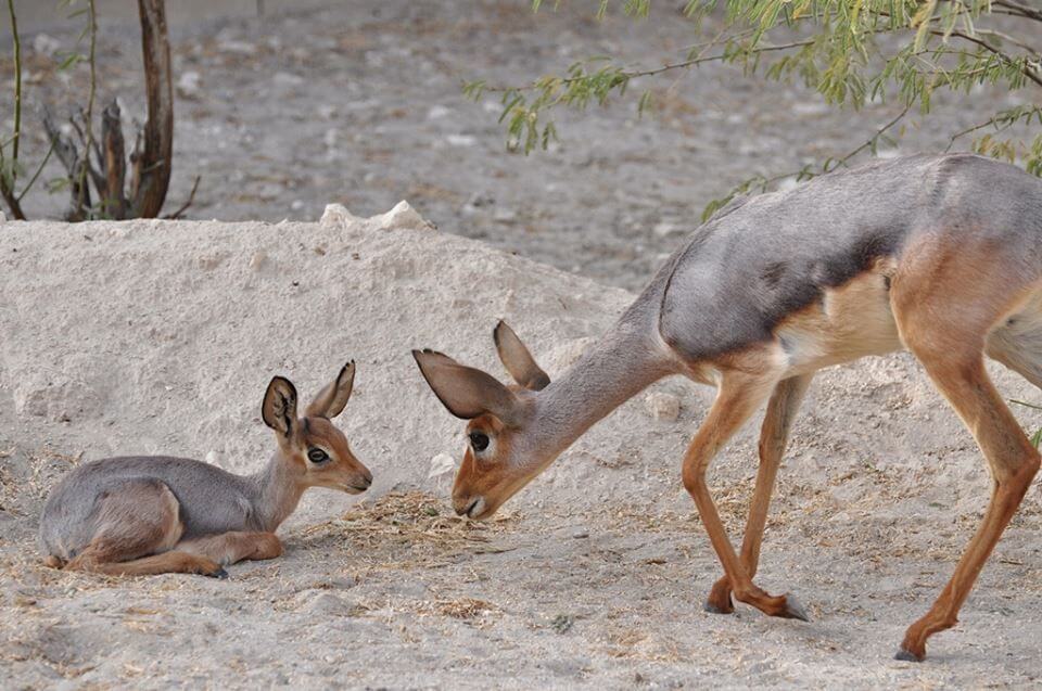 Beira: hyvin erikoinen eläin