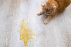 Miksi kissa oksentaa syömisen jälkeen?