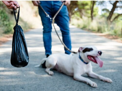 Koiran musta uloste: syyt ja hoito