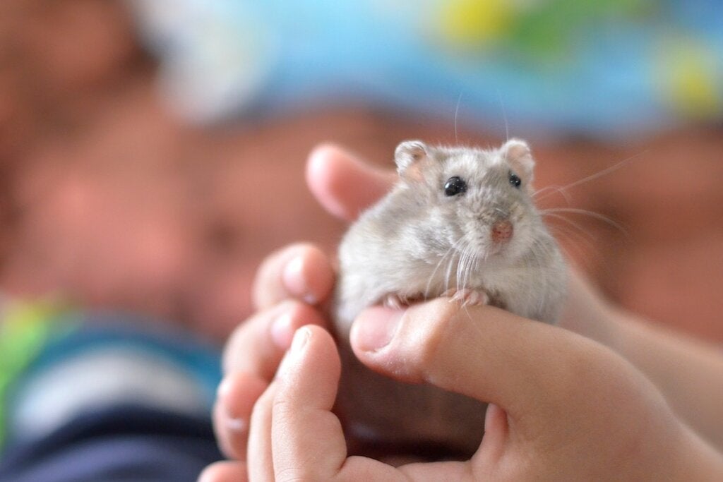 Miksi hamsterini menettää karvoja?